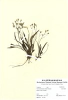 藏品(能高刀傷草)的圖片